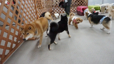 DSC07607.JPG