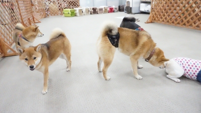 DSC07836.JPG