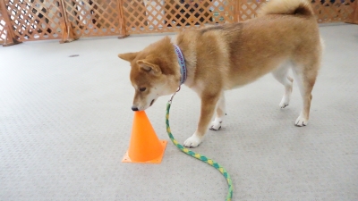 DSC07925.JPG