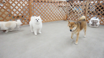 DSC00924.JPG