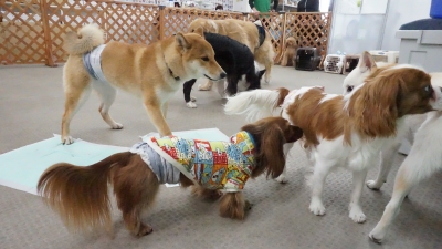 DSC01386.JPG