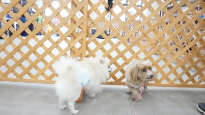 DSC01475.JPG