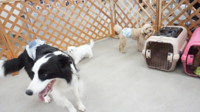 DSC01690.JPG