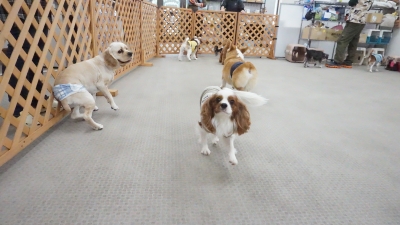 DSC02132.JPG