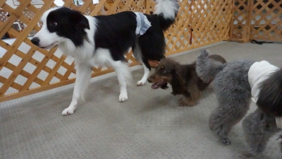 DSC02217.JPG