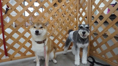 DSC02232.JPG