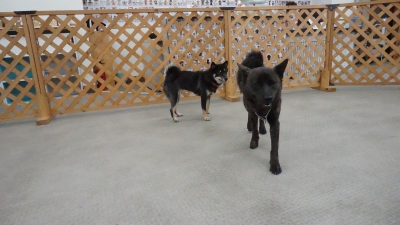 DSC03337.JPG
