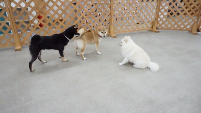 DSC03380.JPG