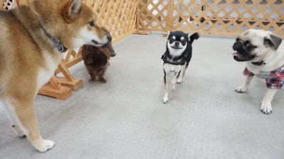 DSC03722.JPG