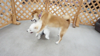 DSC03727.JPG