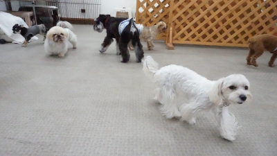 DSC03916.JPG