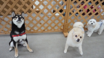 DSC04045.JPG