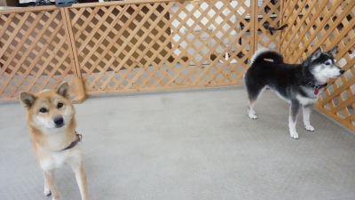 DSC04116.JPG