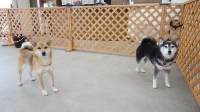 DSC04117.JPG