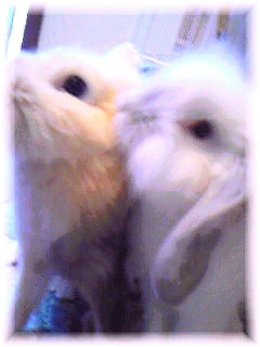 Image1336.jpg