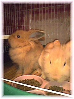 Image131.jpg