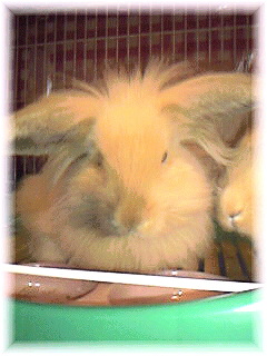 Image137.jpg