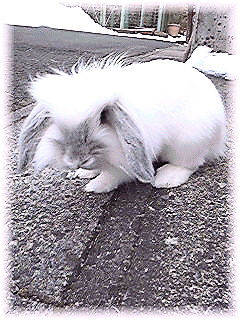 Image138.jpg