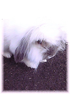Image374.jpg