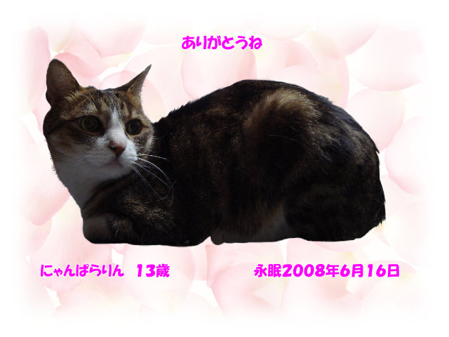 にゃんぱらりん13歳♀(2008.6.16永眠)
