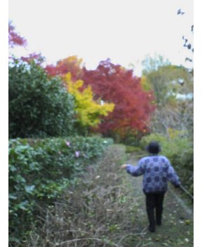 愛媛の紅葉(2008.12)