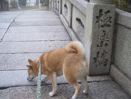 kubi-2