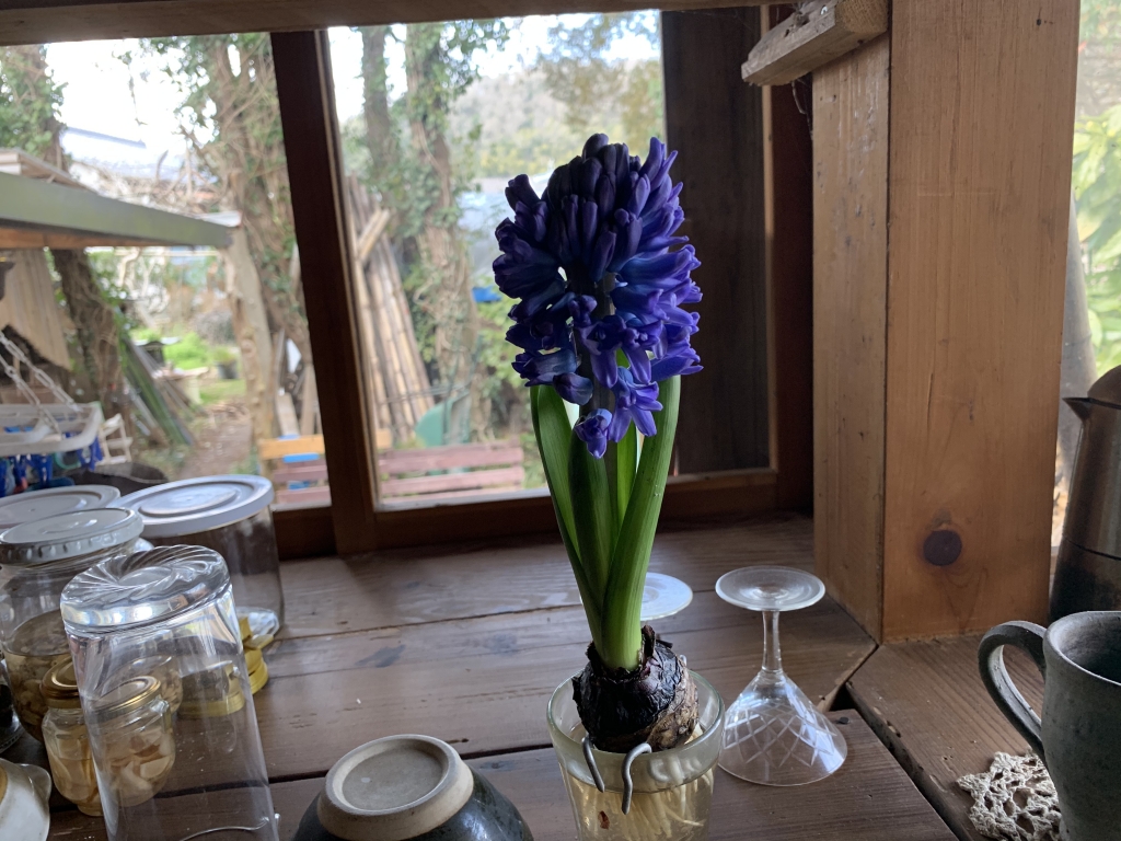 花便り 野の花のひとりごと