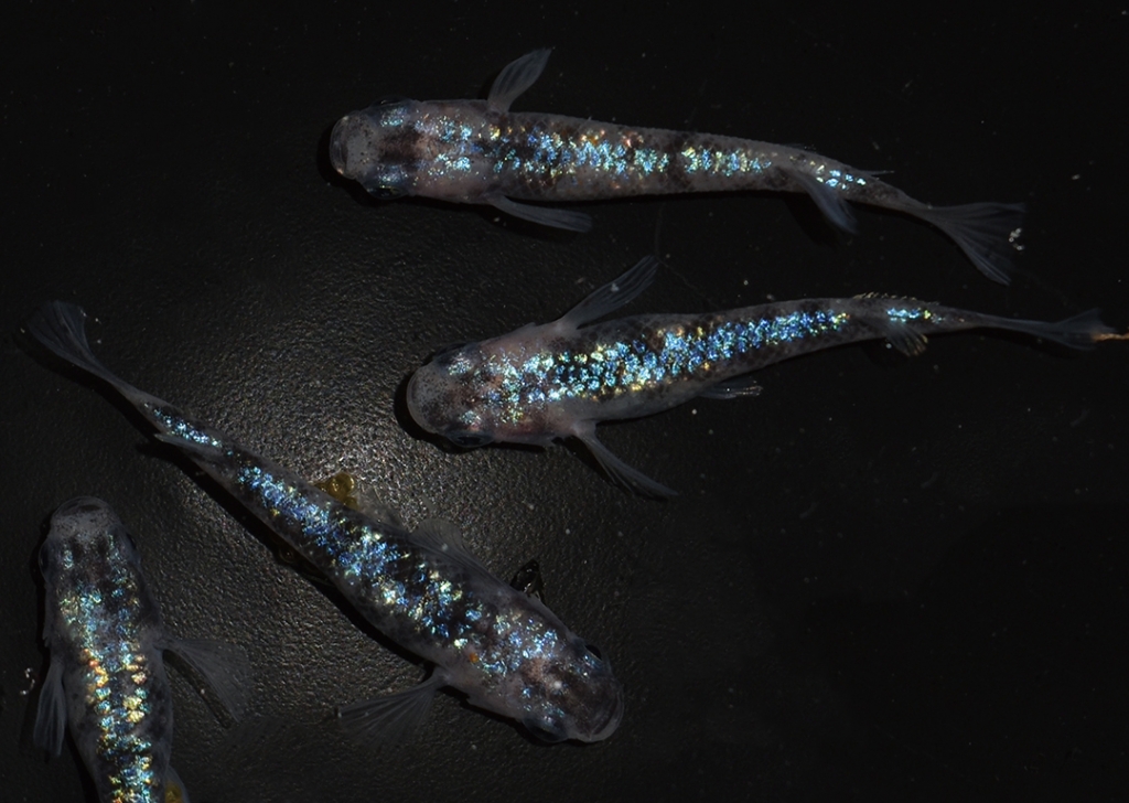 白ブチラメサファイア 白ブチラメサファイア