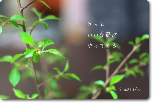 桜の芽生え