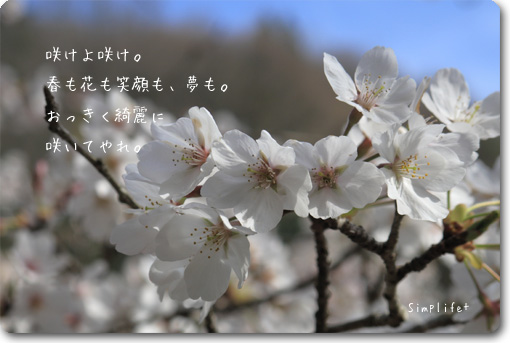 桜