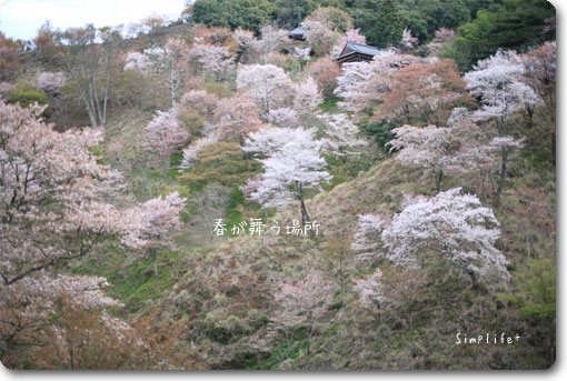 世界遺産 吉野山 吉野桜