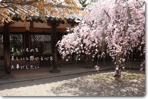 法隆寺 しだれ桜