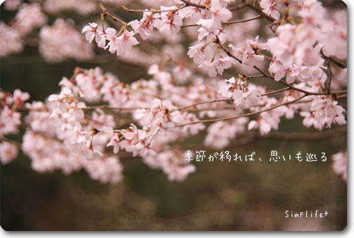 桜