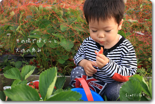 いちご狩り