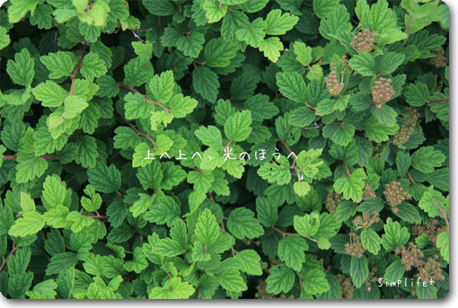 伊吹山