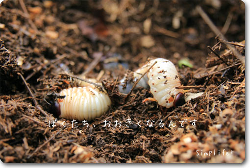 カブトムシ幼稚園