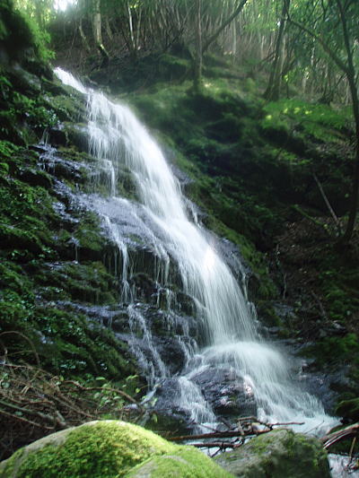 枝沢