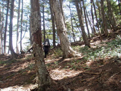 尾根に登る