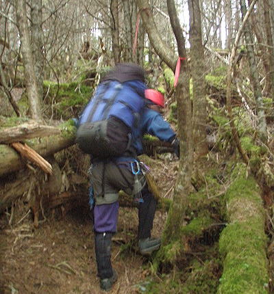 樹林帯