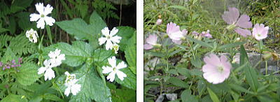 お花畑