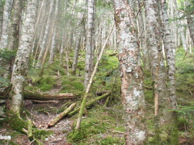 樹林帯を登り