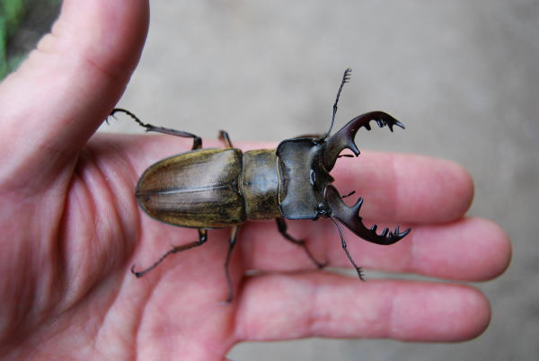 黄金クワガタ