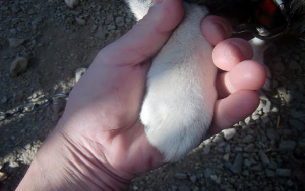 犬の手