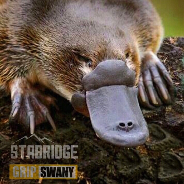 STABRIDGE × GRIP SWANY 第2弾 | the Apartment
