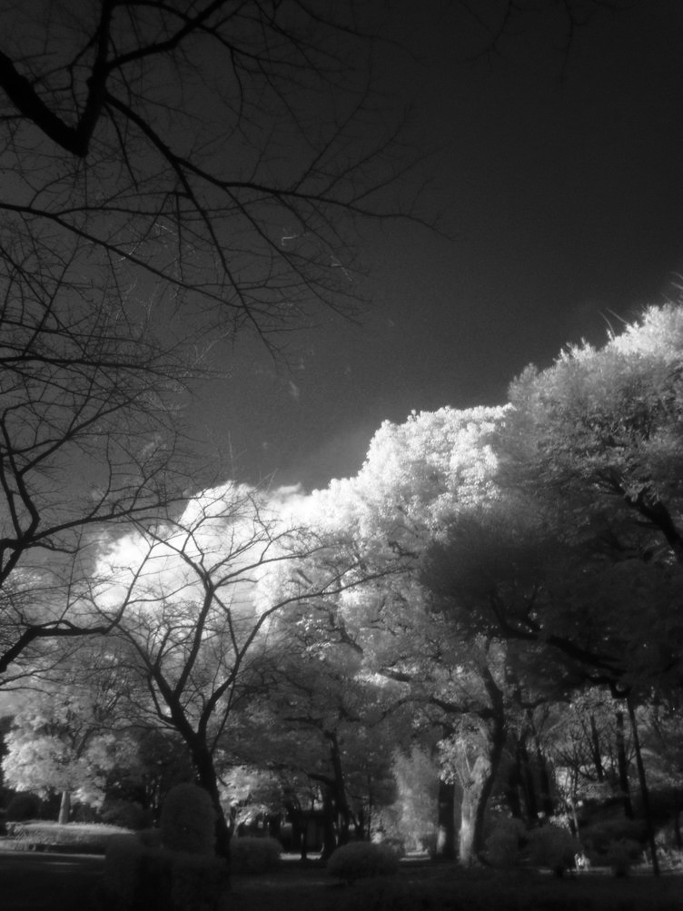 公園赤外