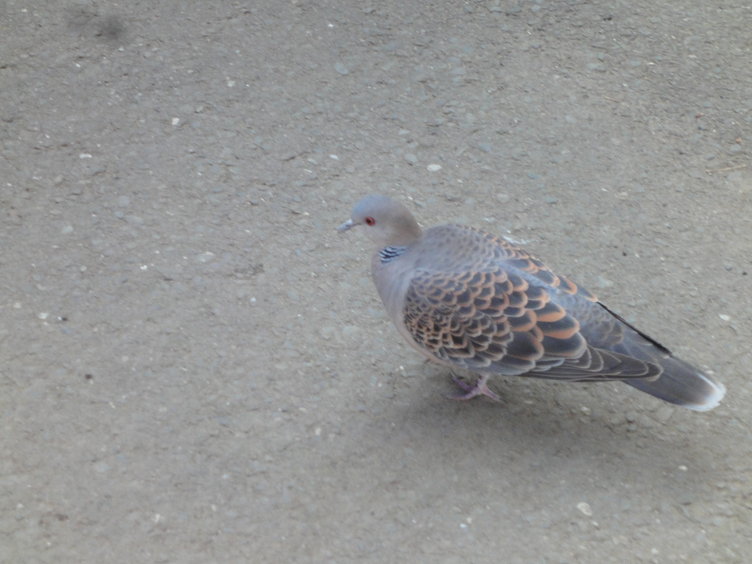 DSC02280.jpg