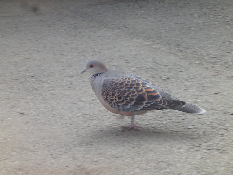 DSC02313.jpg