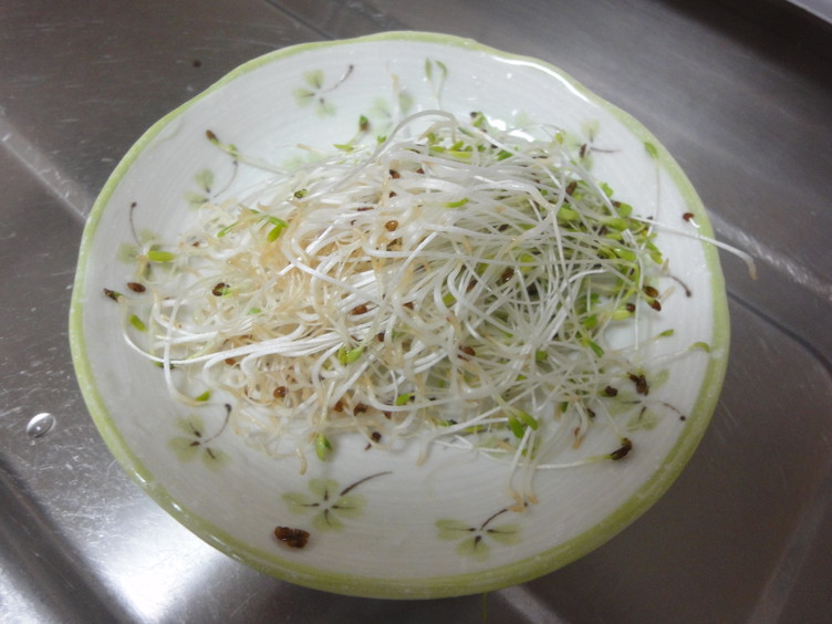 アルファルファ栽培