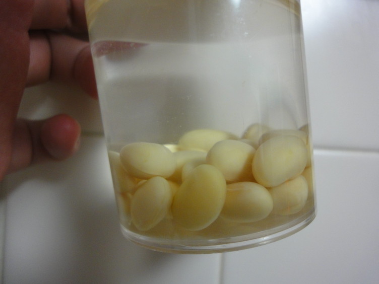 大豆もやしの栽培