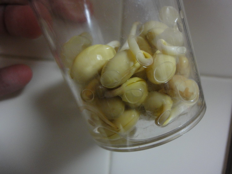 大豆もやしの栽培